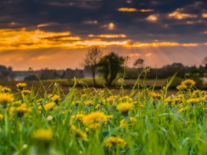 Kräuter und Gewürze für Frühling